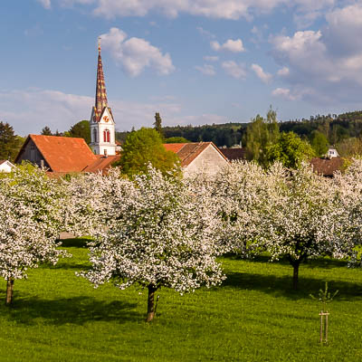 Apfelbaumplantage in Hugelshofen