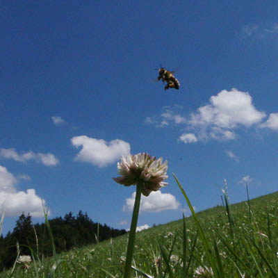 Fliegende Biene in Wiese
